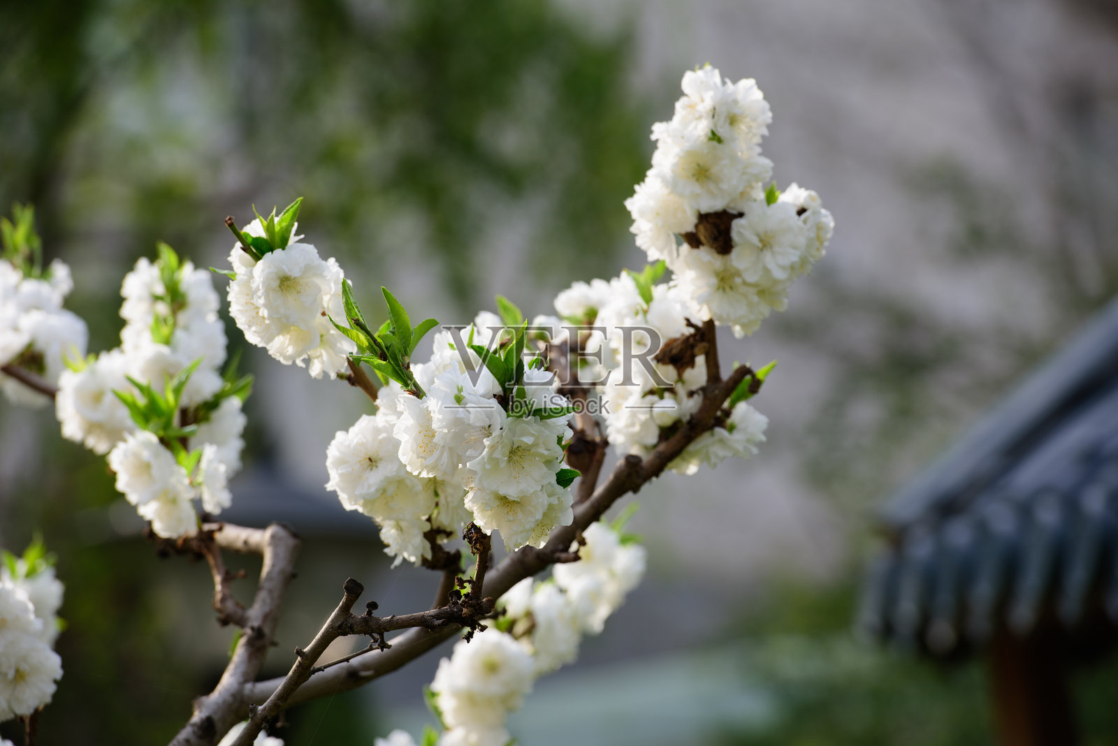 春天，春花盛开，公园里有樱花、桃花等照片摄影图片