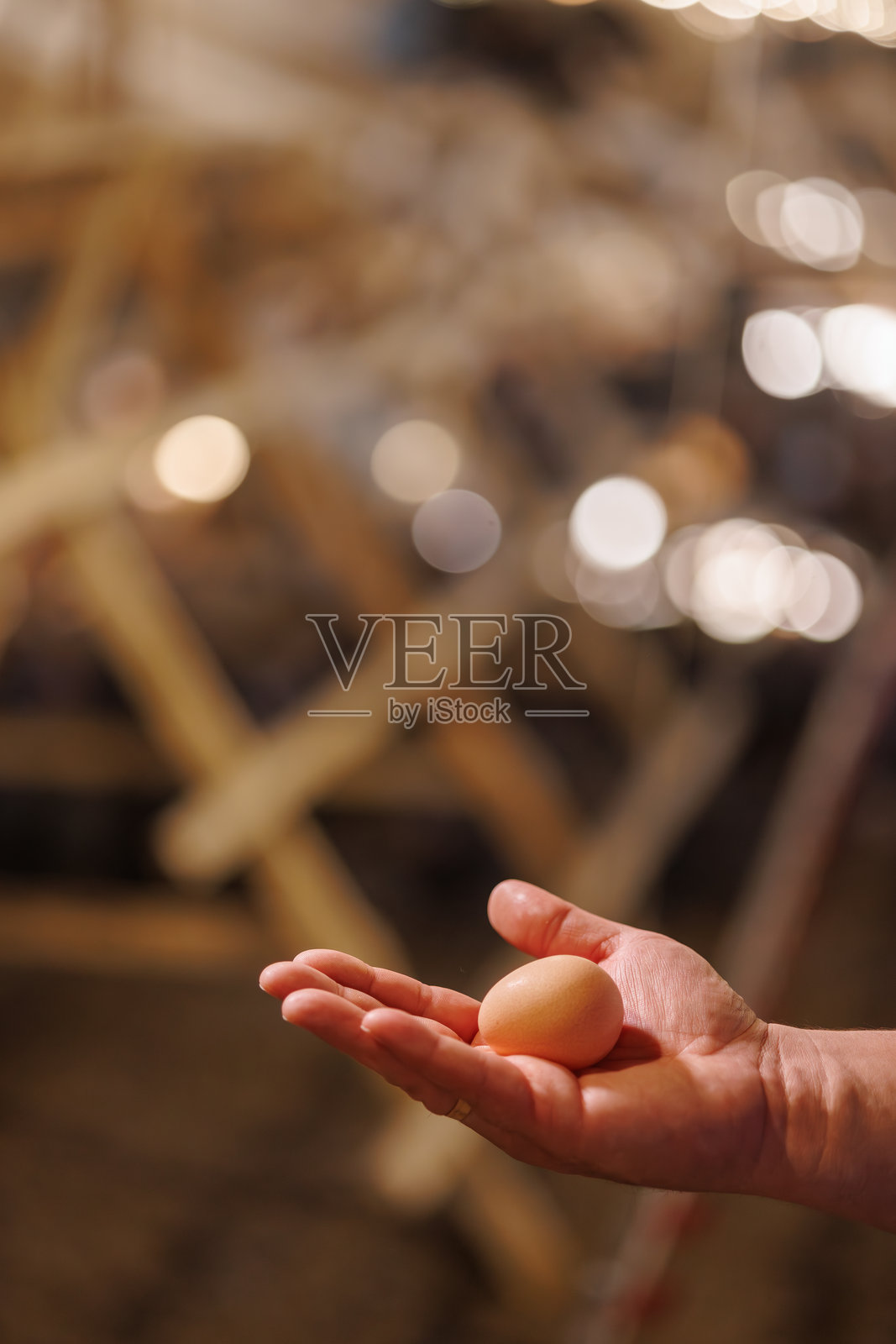 农场主手持珍珠鸡蛋，以家禽养殖场为背景，选择性聚焦照片摄影图片
