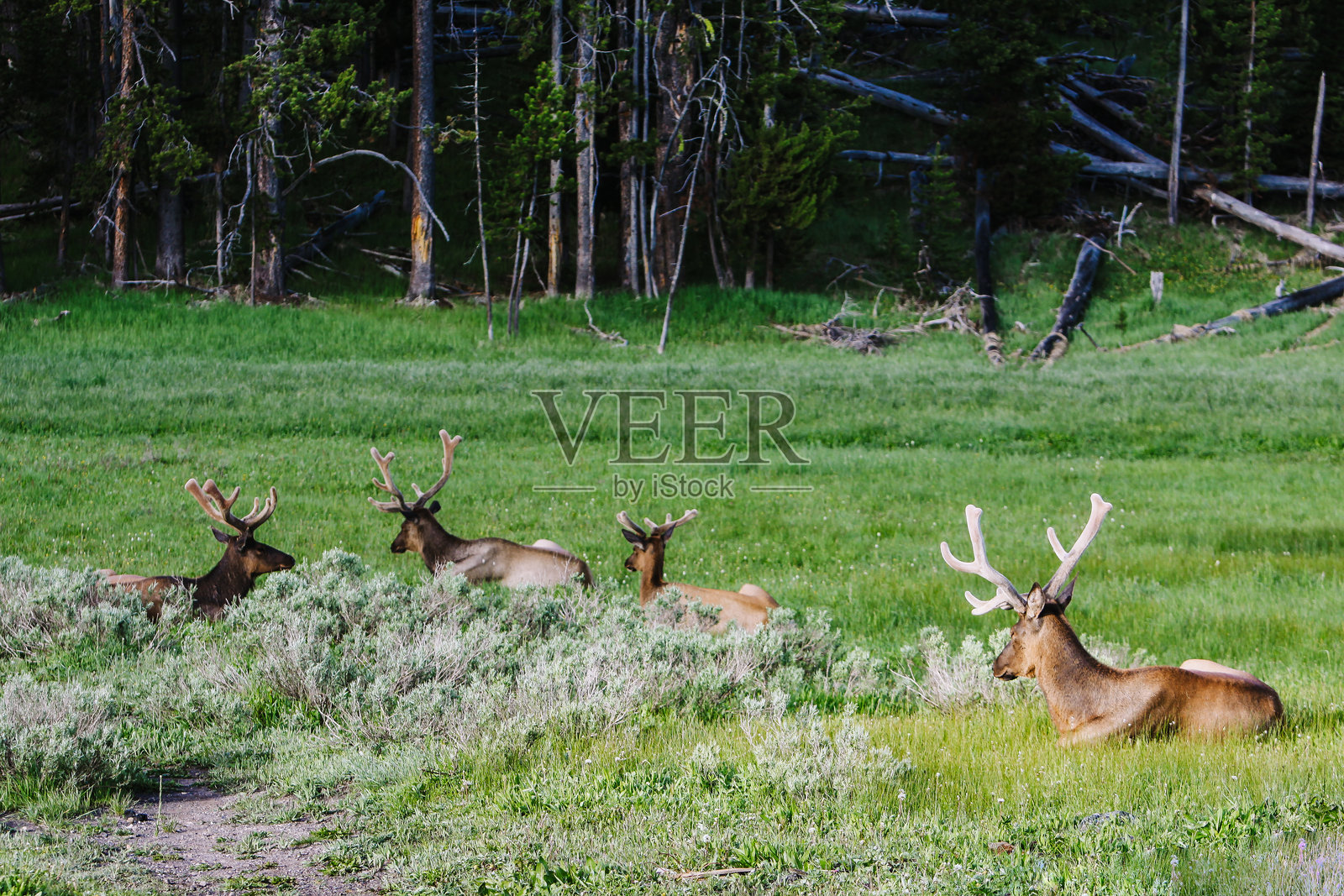 躺在田野里的公麋鹿照片摄影图片