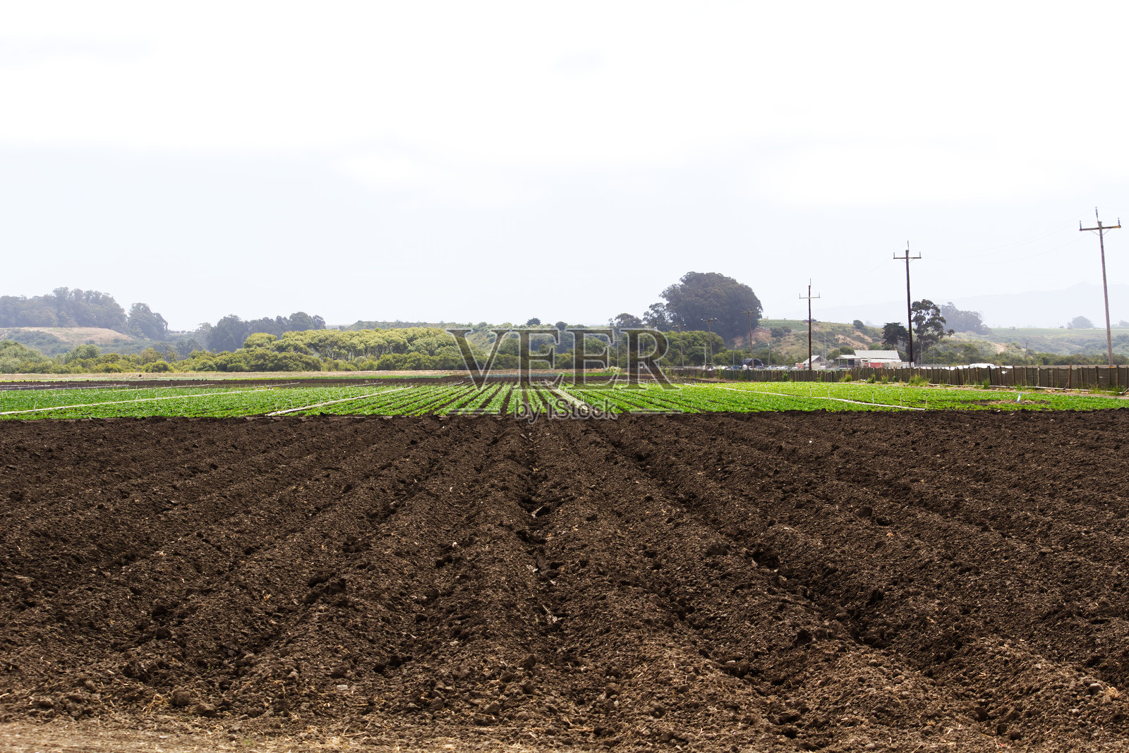 农田里有一排排的泥土和绿色植物照片摄影图片