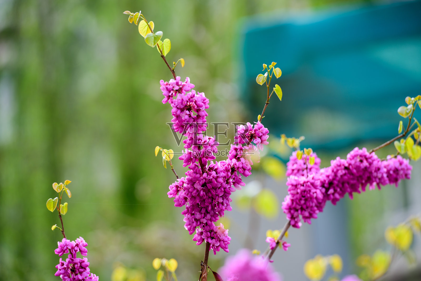 春天，公园里盛开的紫荆花照片摄影图片