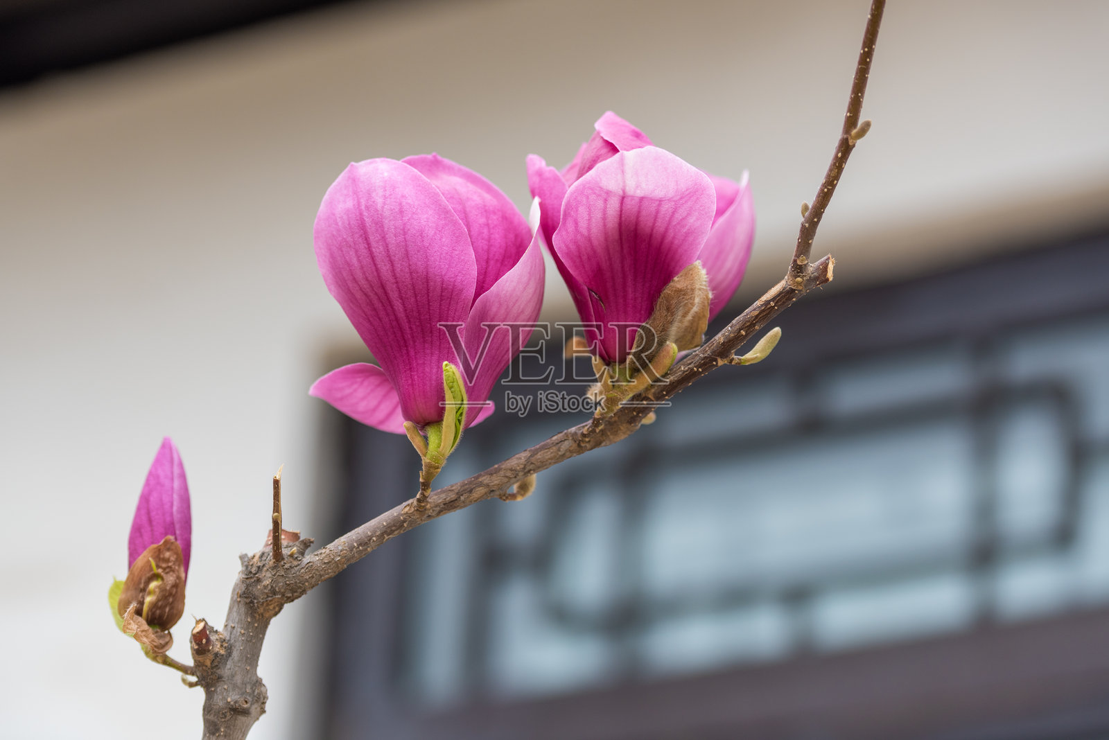 春天，白色、紫色和粉红色的木兰花盛开照片摄影图片