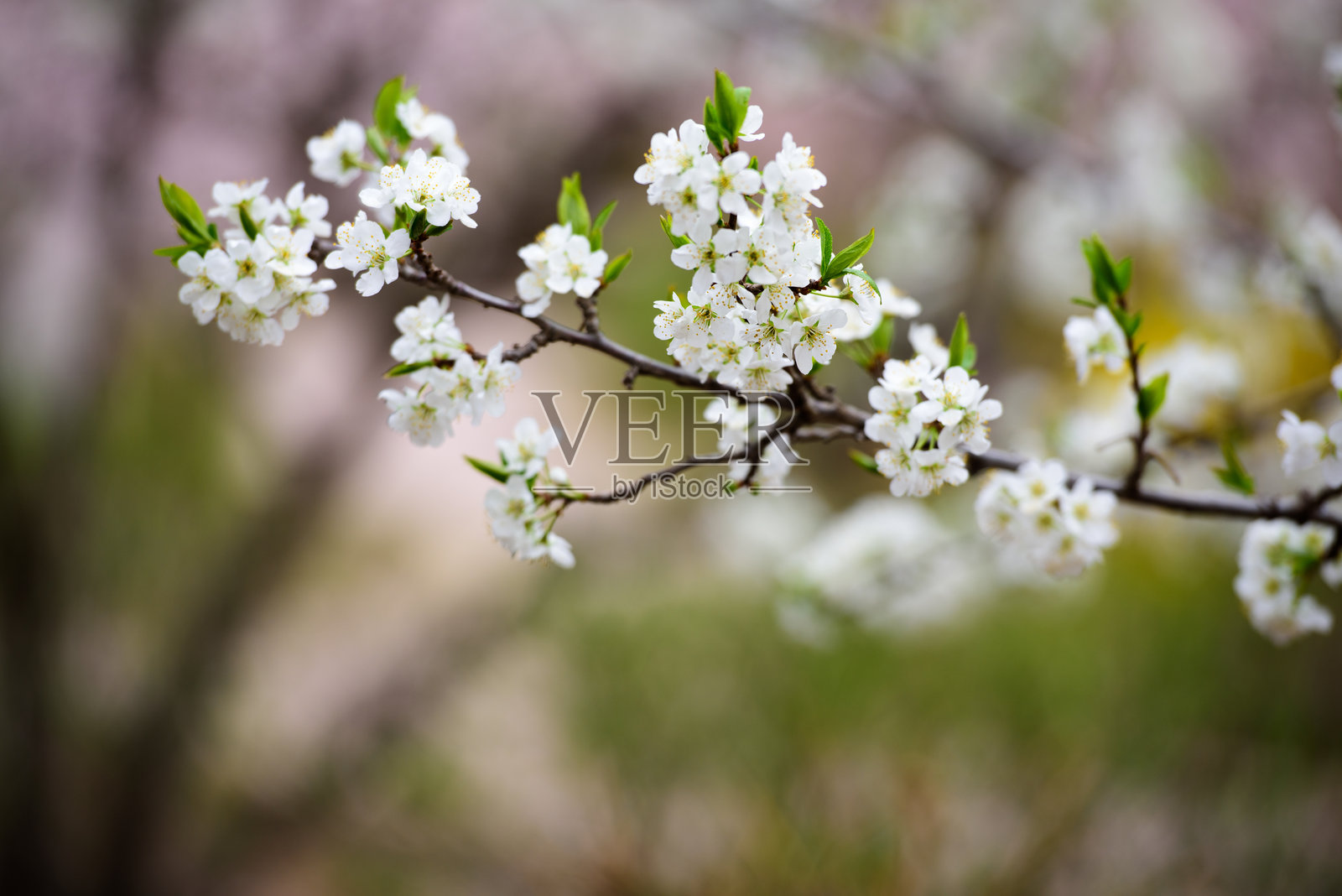 春天，春花盛开，公园里有樱花、桃花等照片摄影图片