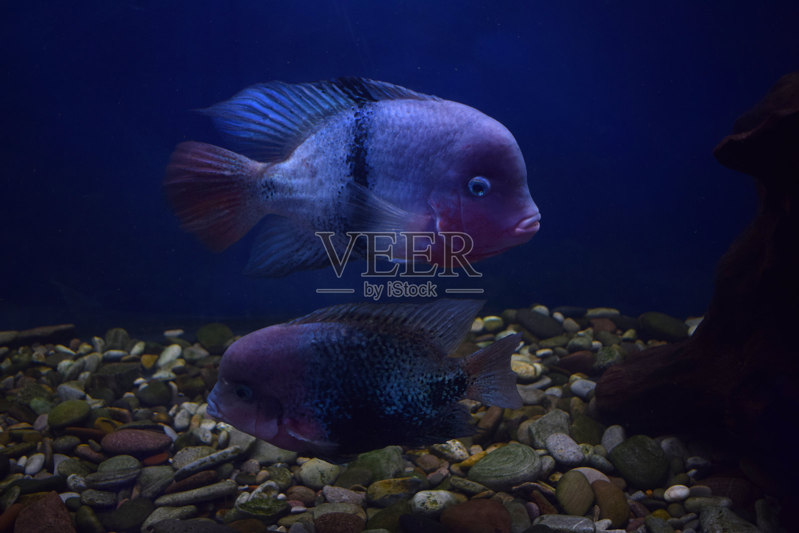 老妇人(黑带慈鲷)照片摄影图片