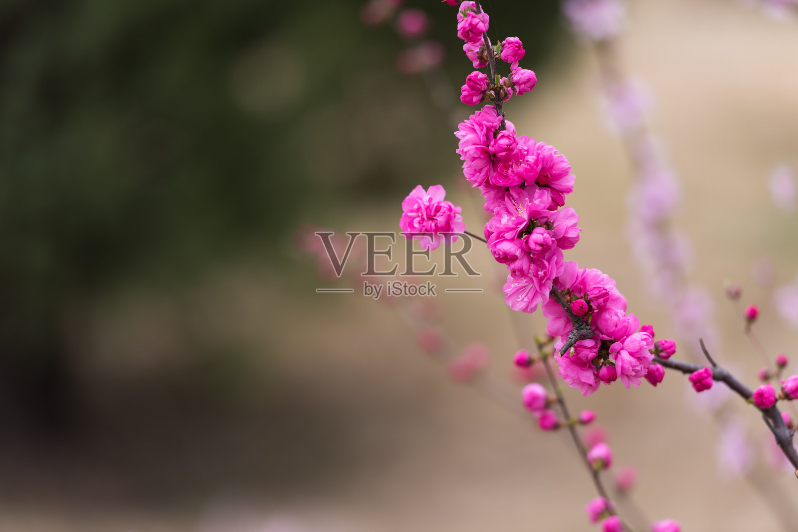 春天，春花盛开，公园里有樱花、桃花等照片摄影图片