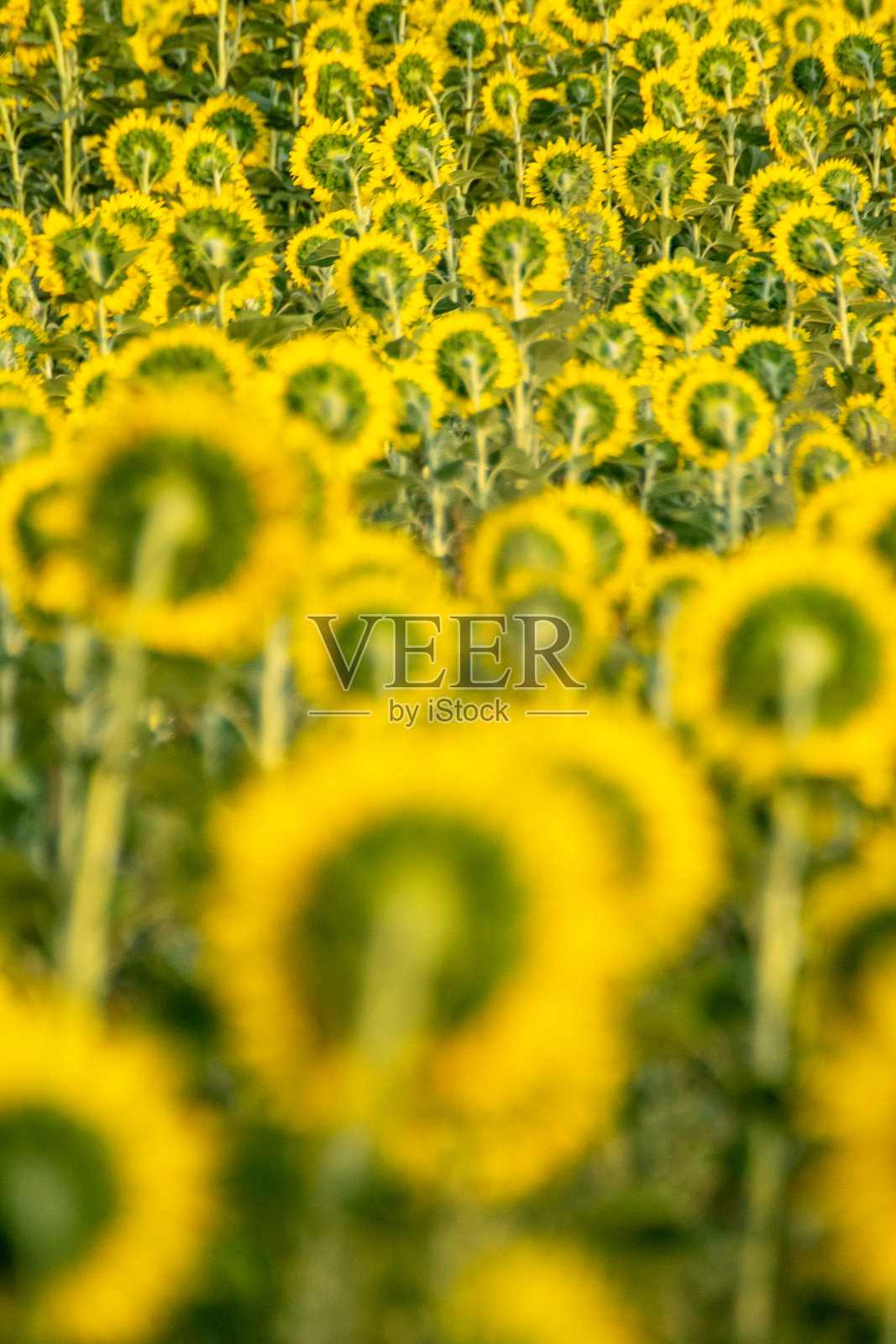 夏季向日葵田的选择性焦点视图照片摄影图片