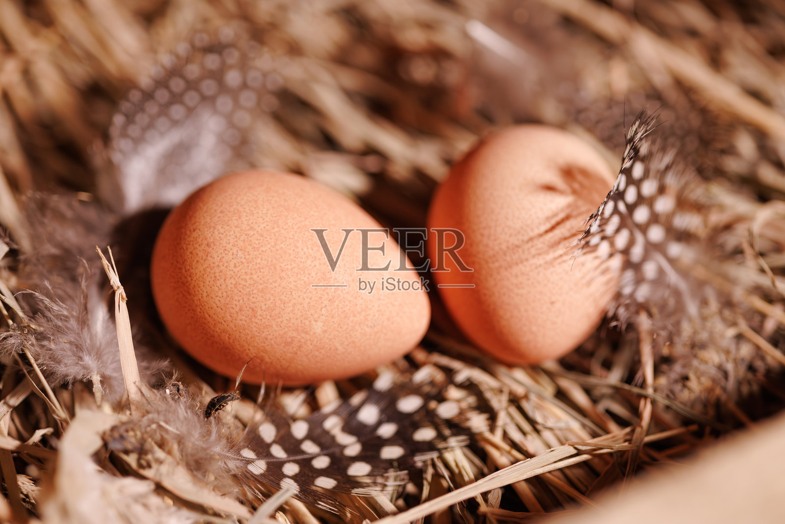 新鲜的珍珠鸡蛋躺在稻草上，收集下蛋照片摄影图片
