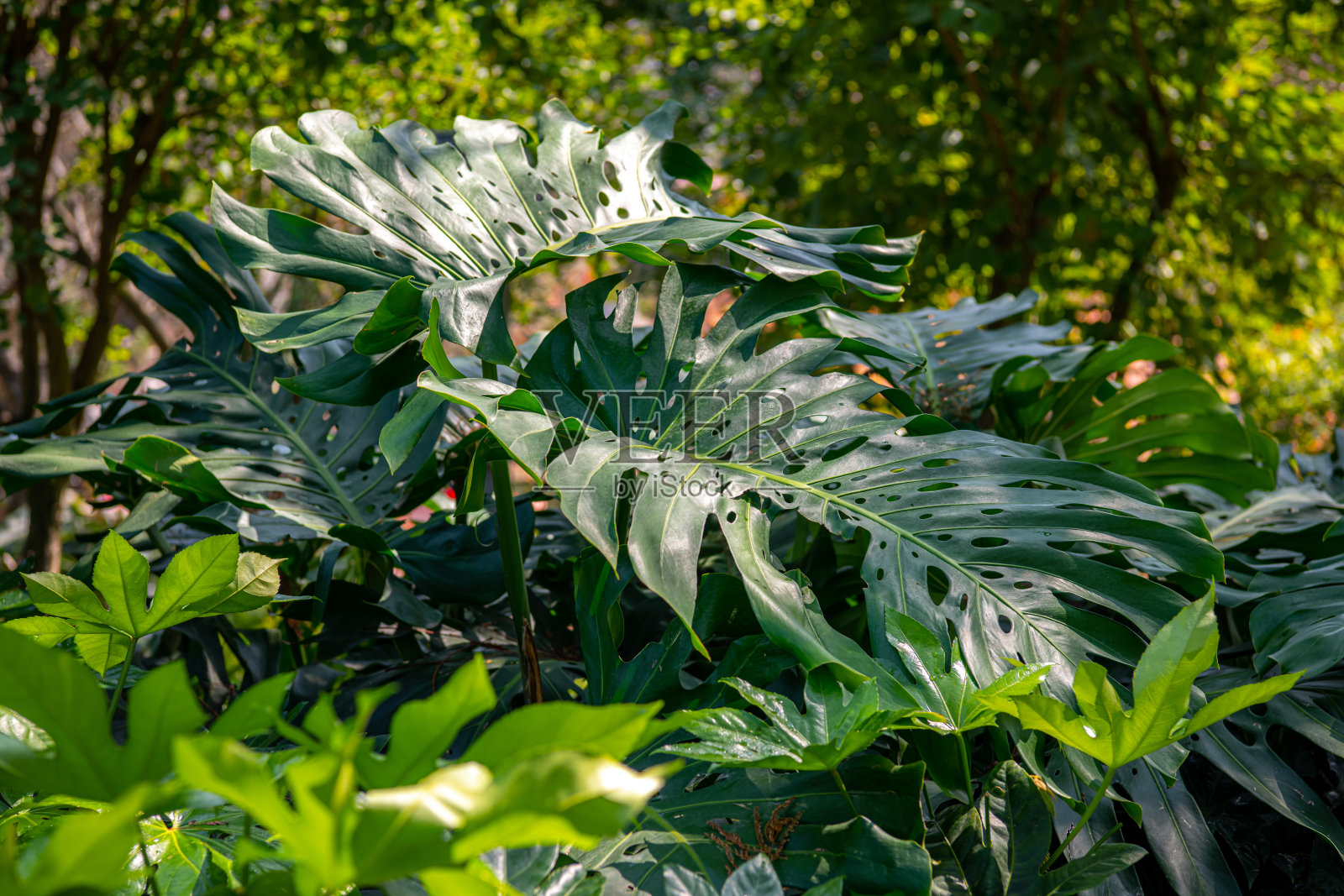 中国厦门鼓浪屿美丽的热带植物照片摄影图片