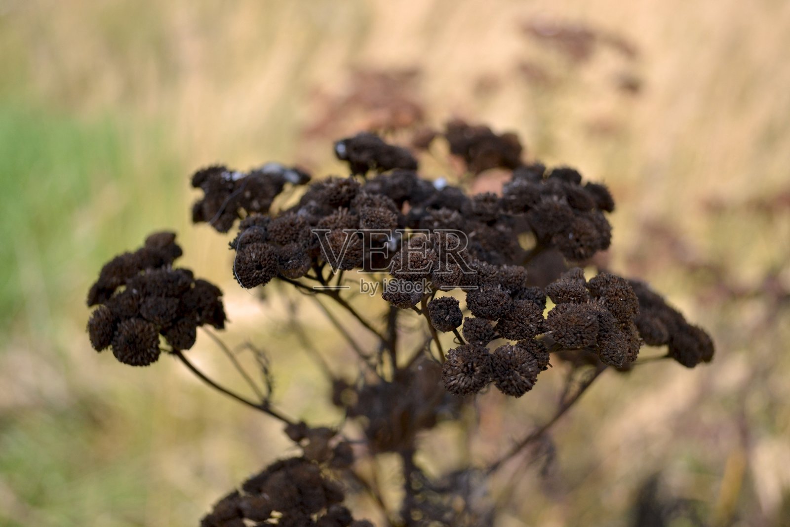 艾菊照片摄影图片