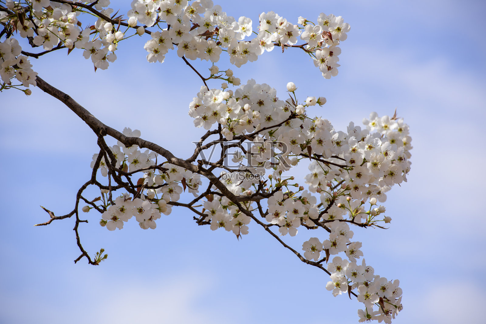 春天，果园里开满了洁白的梨花照片摄影图片