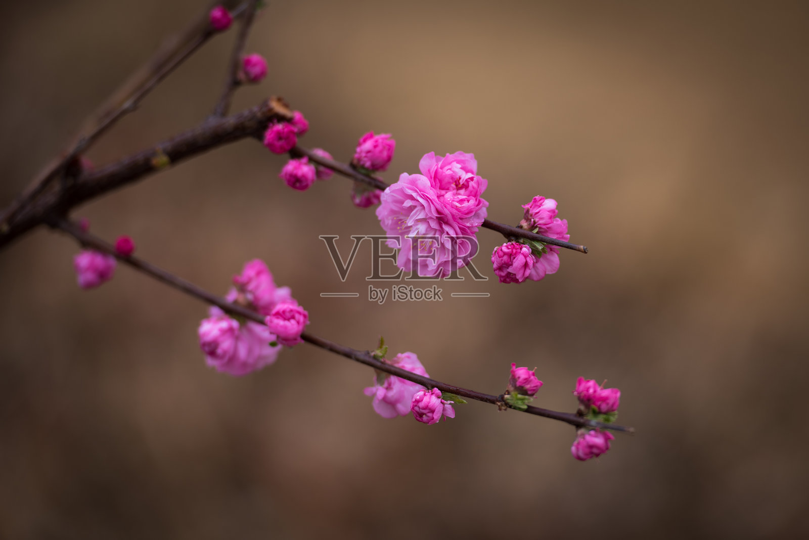 春天，春花盛开，公园里有樱花、桃花等照片摄影图片