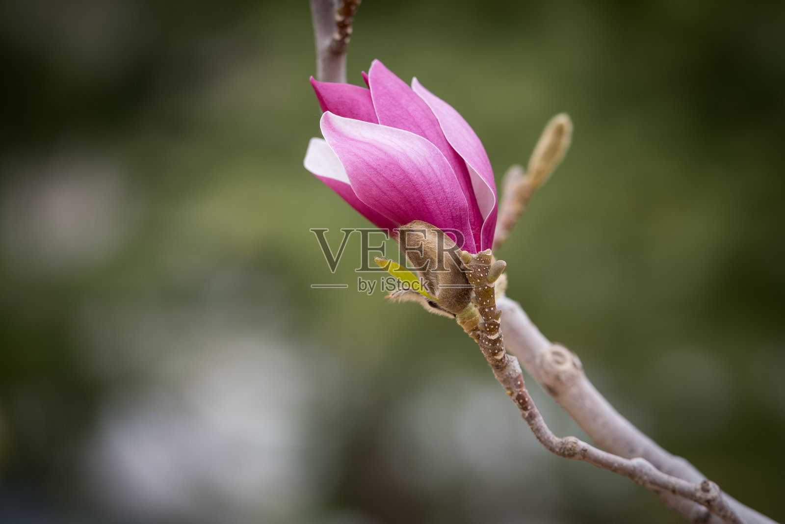 春天，白色、紫色和粉红色的木兰花盛开照片摄影图片