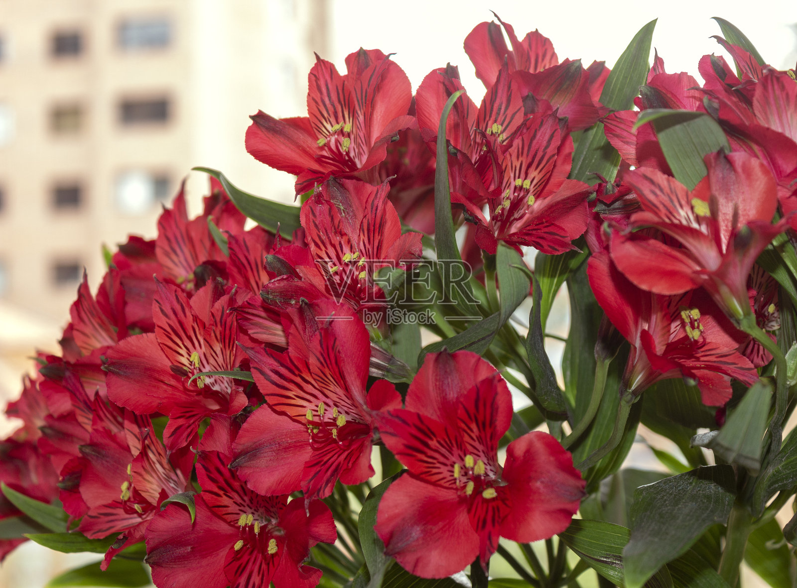 Alstroemeria花束照片摄影图片