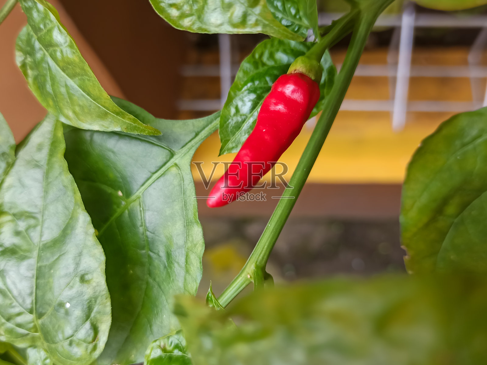 紧挨着房子的花园里红辣椒长得很茂盛。照片摄影图片