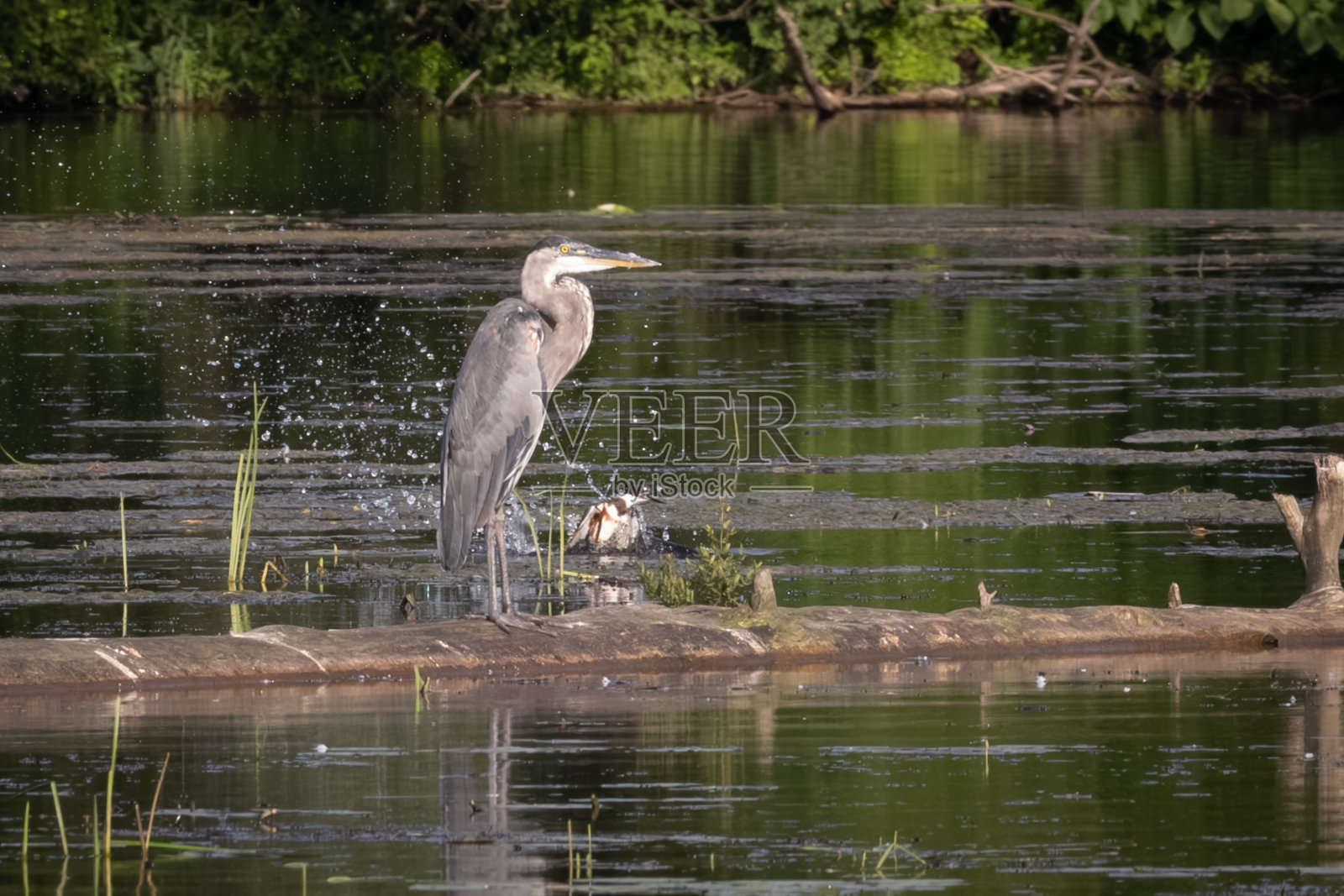大蓝鹭和国王费雪照片摄影图片