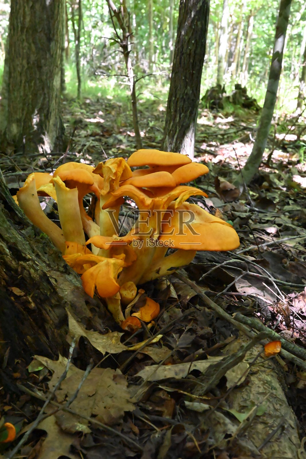 野外的橙色蘑菇照片摄影图片