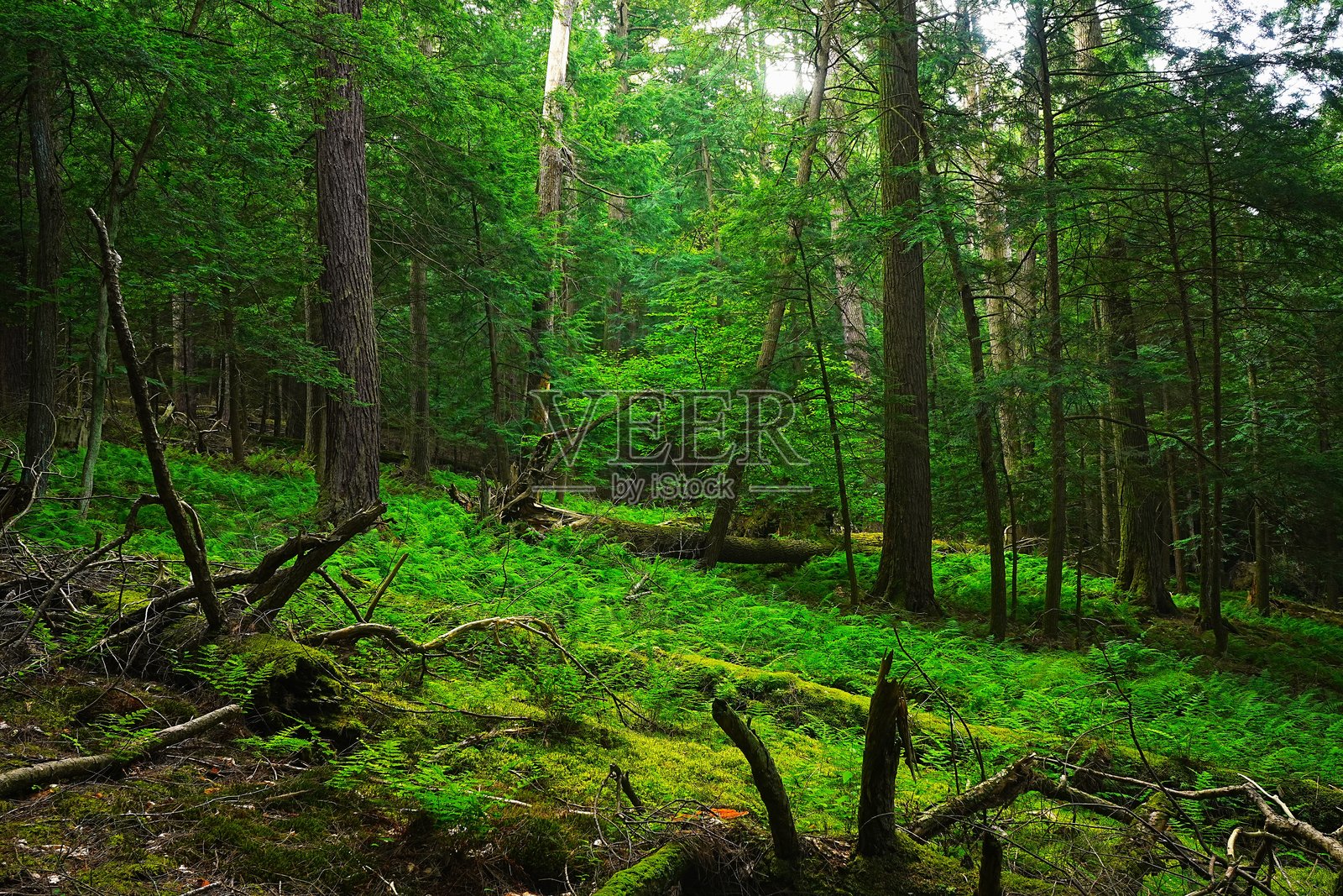 宾夕法尼亚州库克斯州立森林的老树照片摄影图片