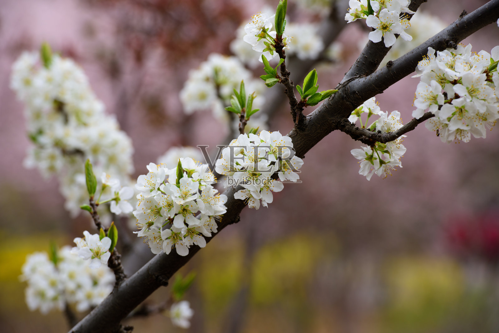 春天，春花盛开，公园里有樱花、桃花等照片摄影图片