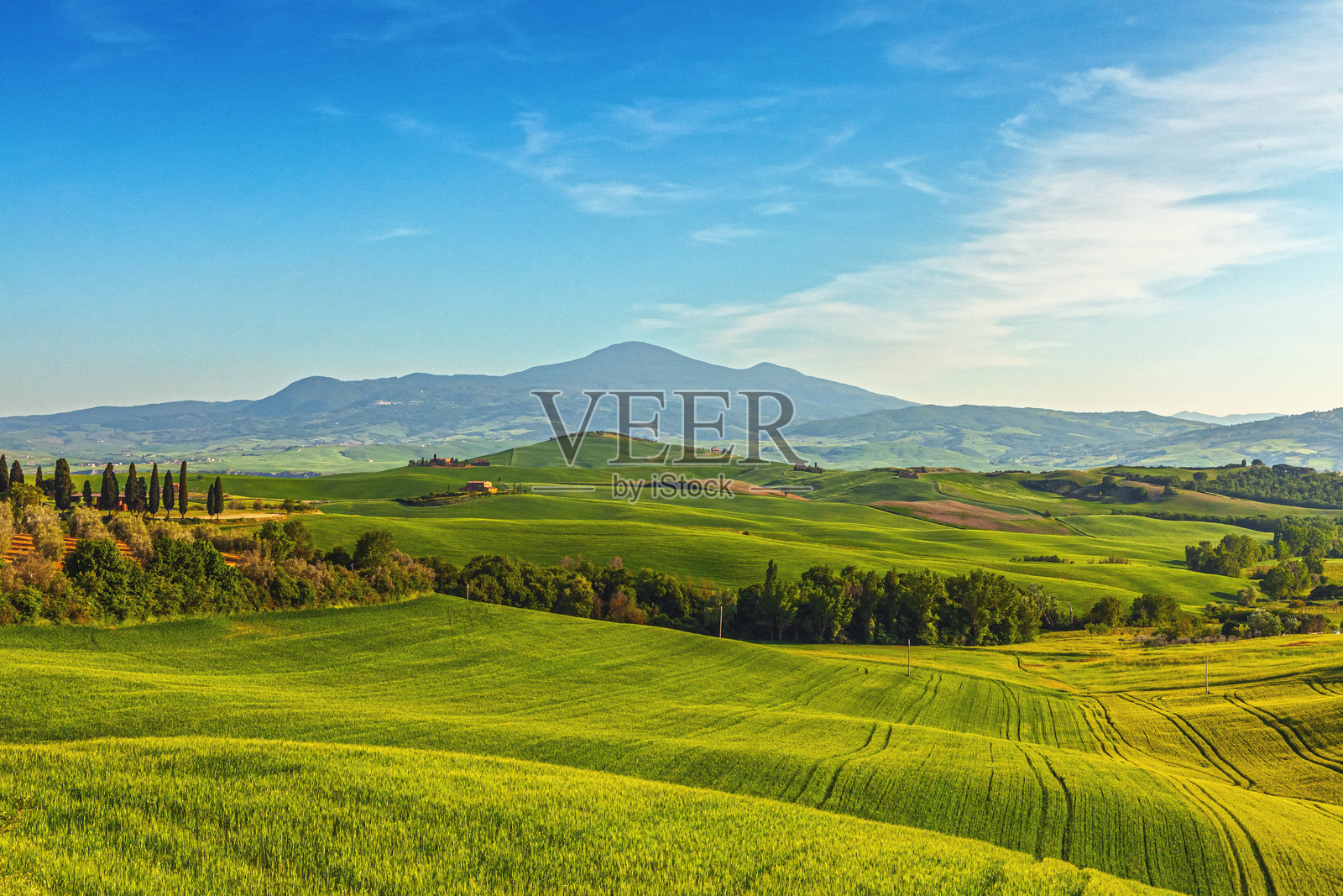 广阔的绿色麦田和连绵起伏的丘陵横跨标志性的托斯卡纳乡村。照片摄影图片