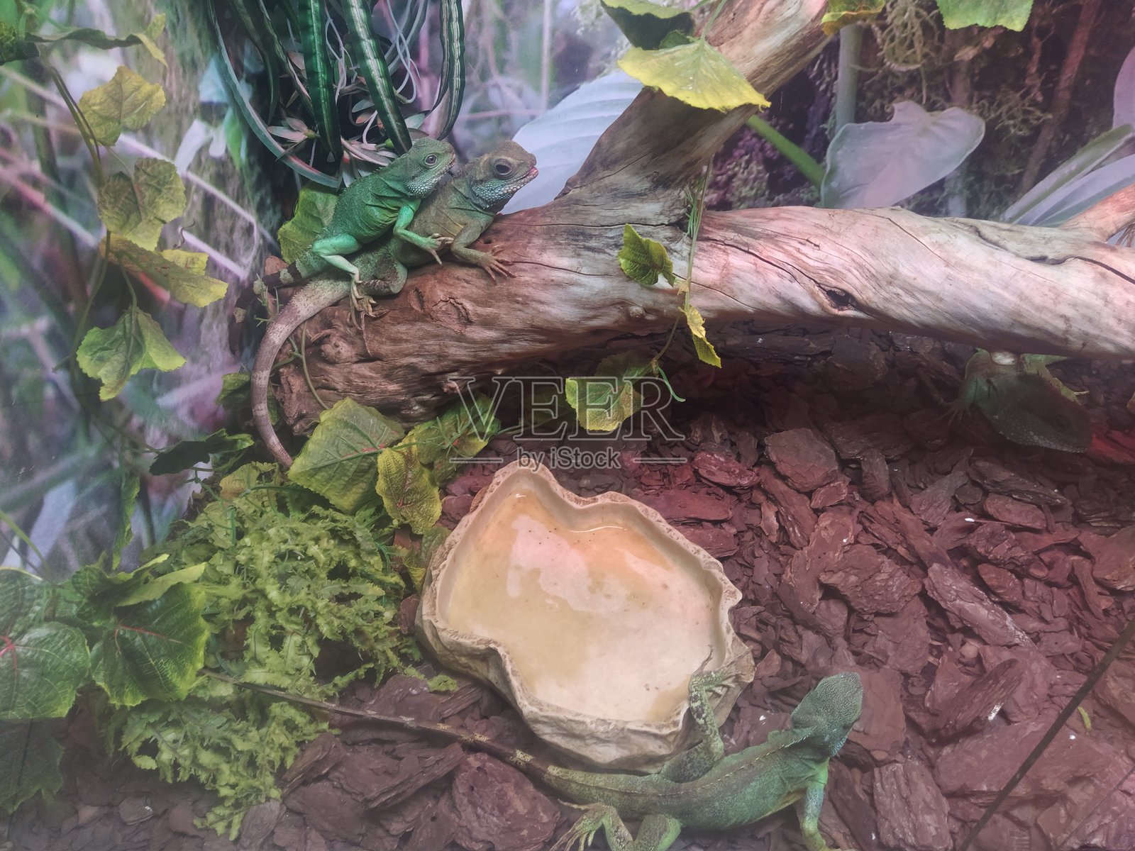 绿水龙。中国的水龙。Physignathus cocincinus。照片摄影图片