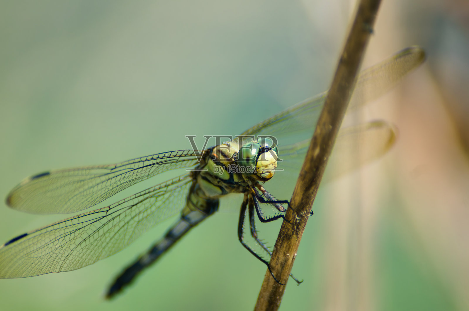 沐浴在阳光下的普通撇脂鸟的美丽照片摄影图片