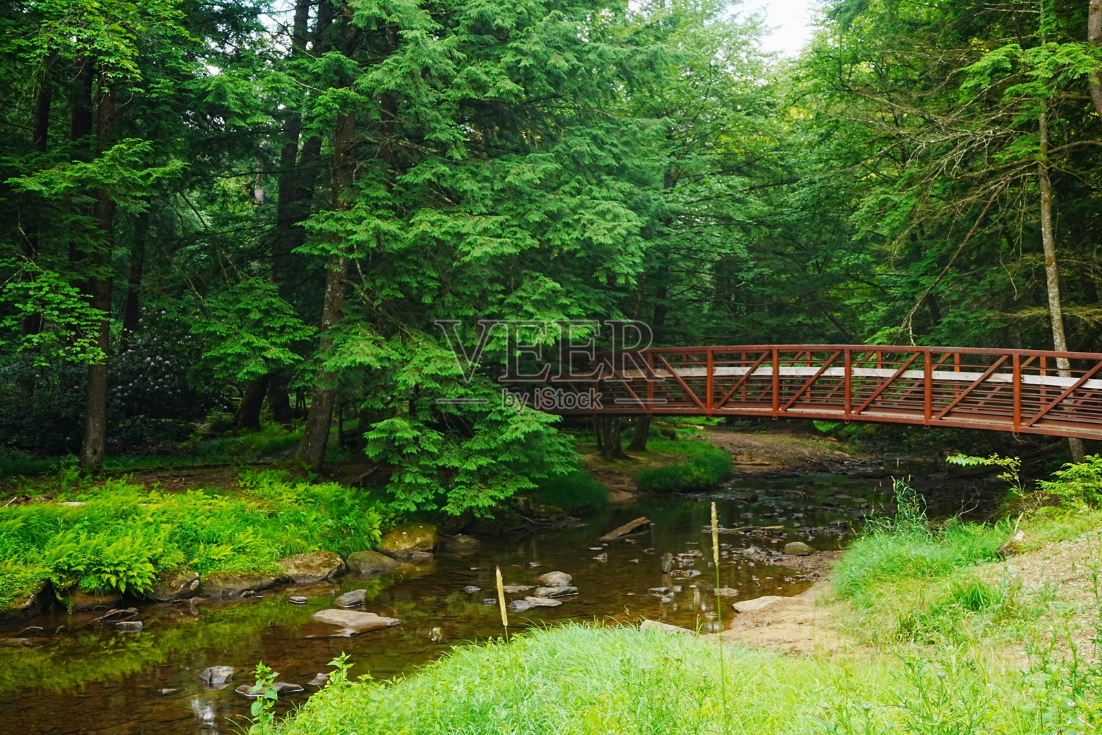 宾夕法尼亚州库克斯州立森林的老树照片摄影图片