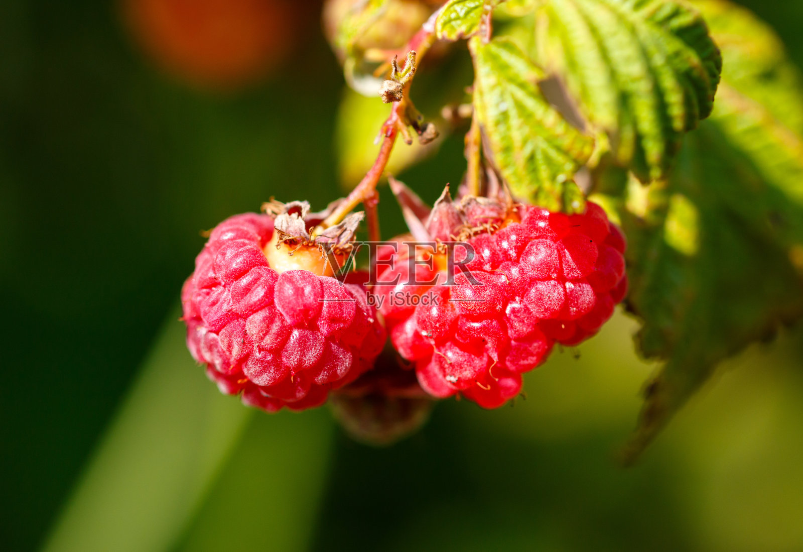 自然界的红覆盆子。宏照片摄影图片