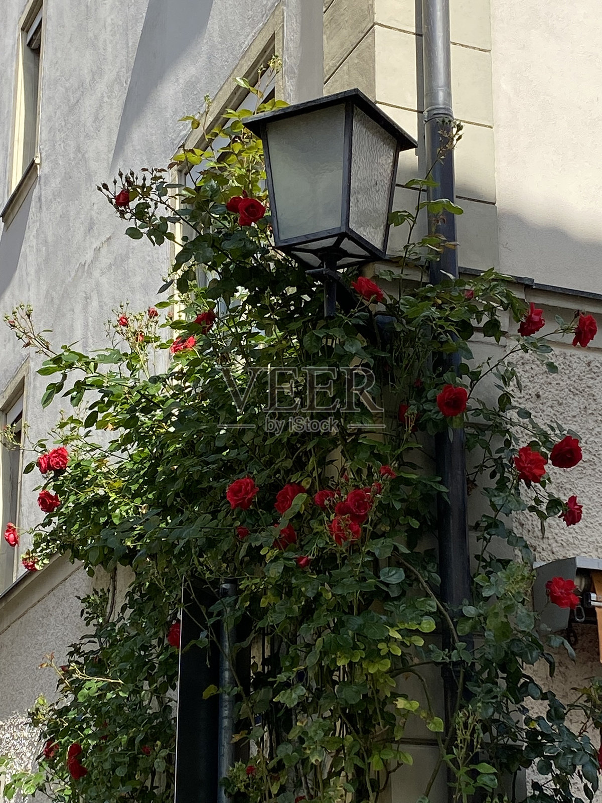德国-林道-盛开的玫瑰丛照片摄影图片