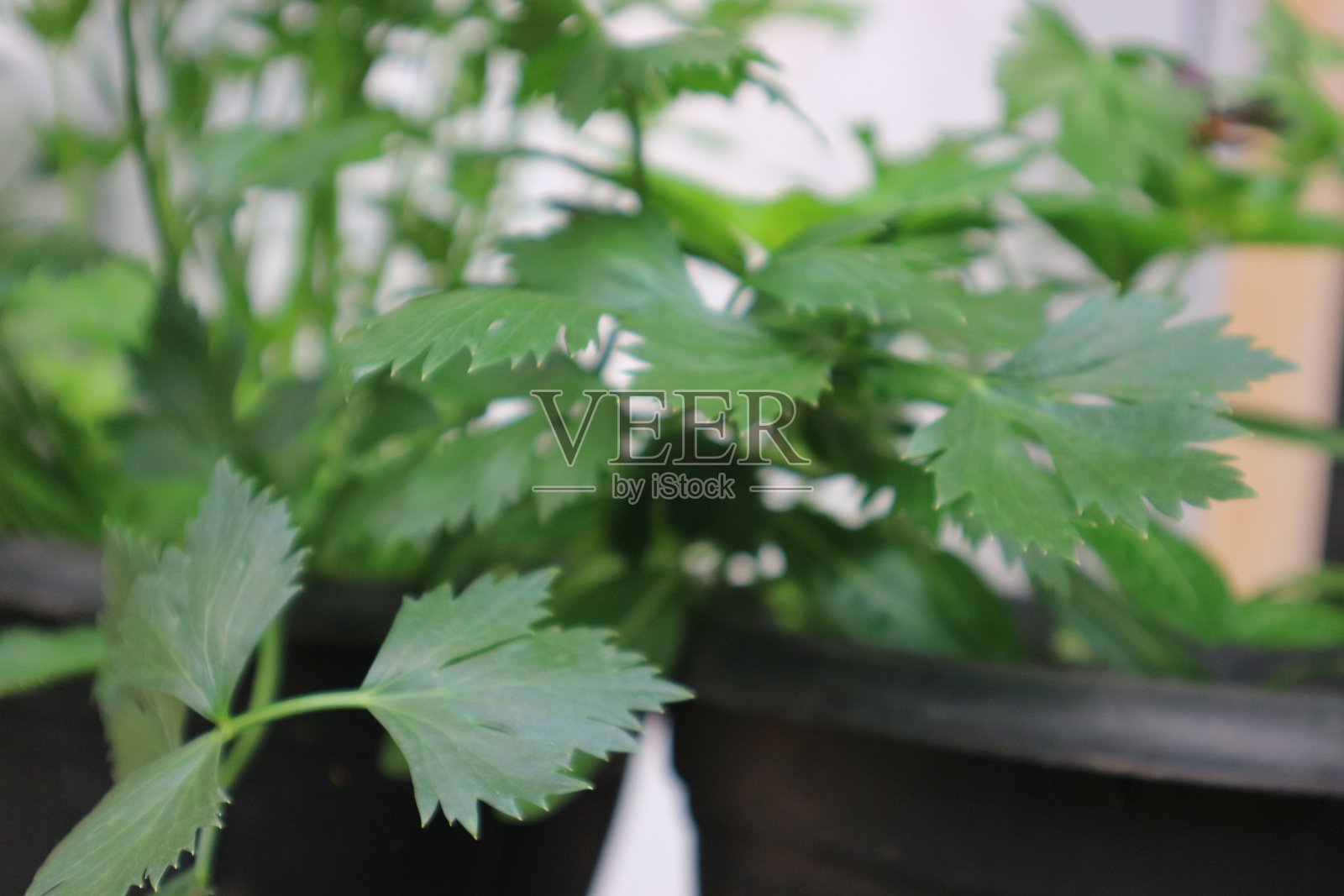 芹菜照片摄影图片