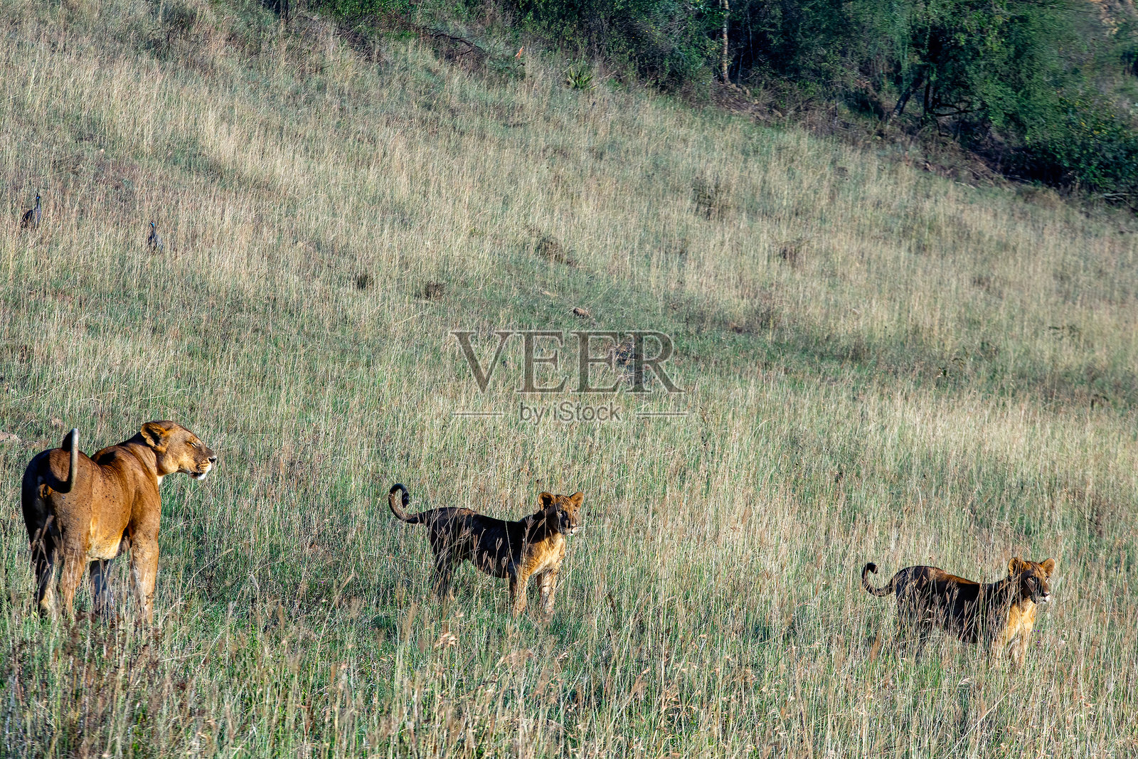 荒野中的母狮和她的两只幼狮照片摄影图片