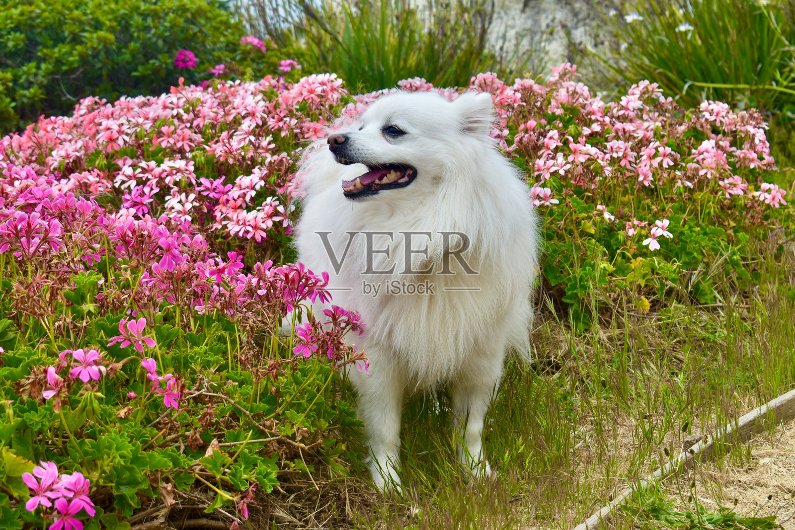 快乐的小狗在花丛中微笑照片摄影图片