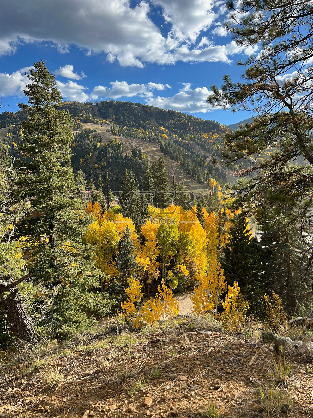 秋天的森林有明亮的黄色和绿色的叶子照片摄影图片