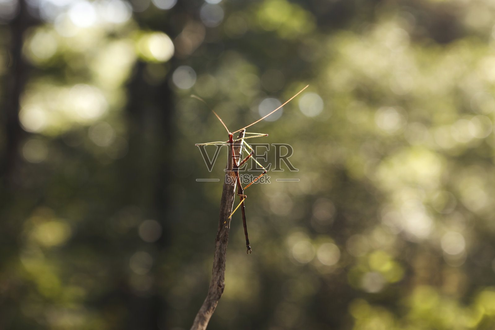 竹节虫照片摄影图片