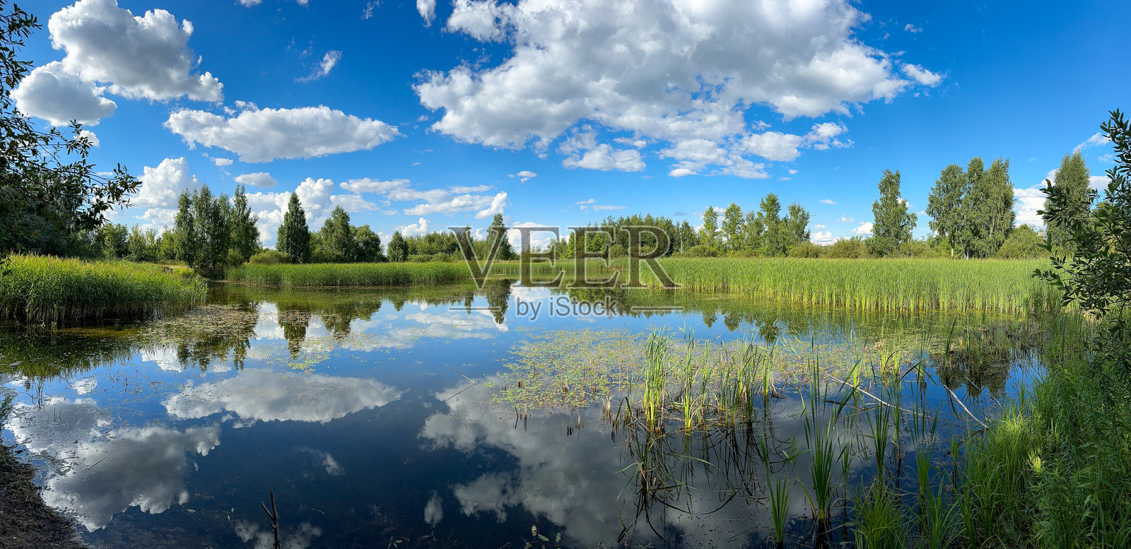 夏季混交林中的湖泊。自然照片摄影图片