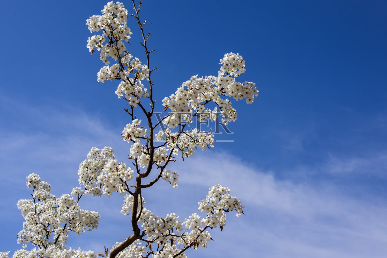 春天，果园里开满了洁白的梨花照片摄影图片