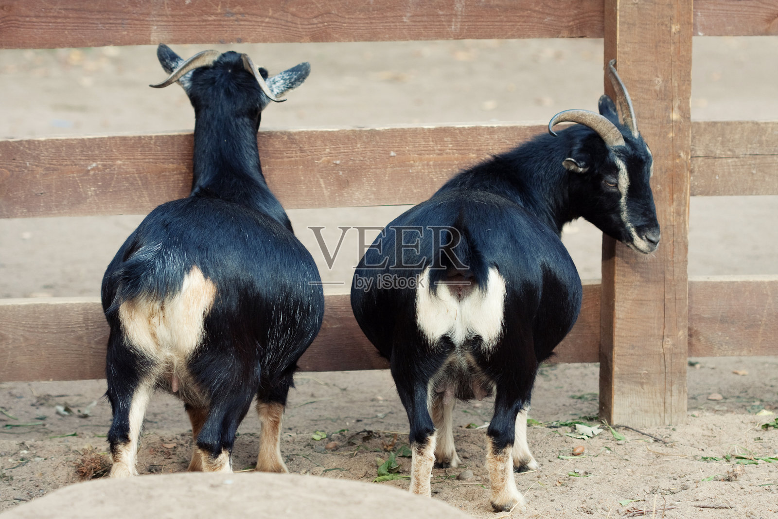 动物园里的两只山羊照片摄影图片