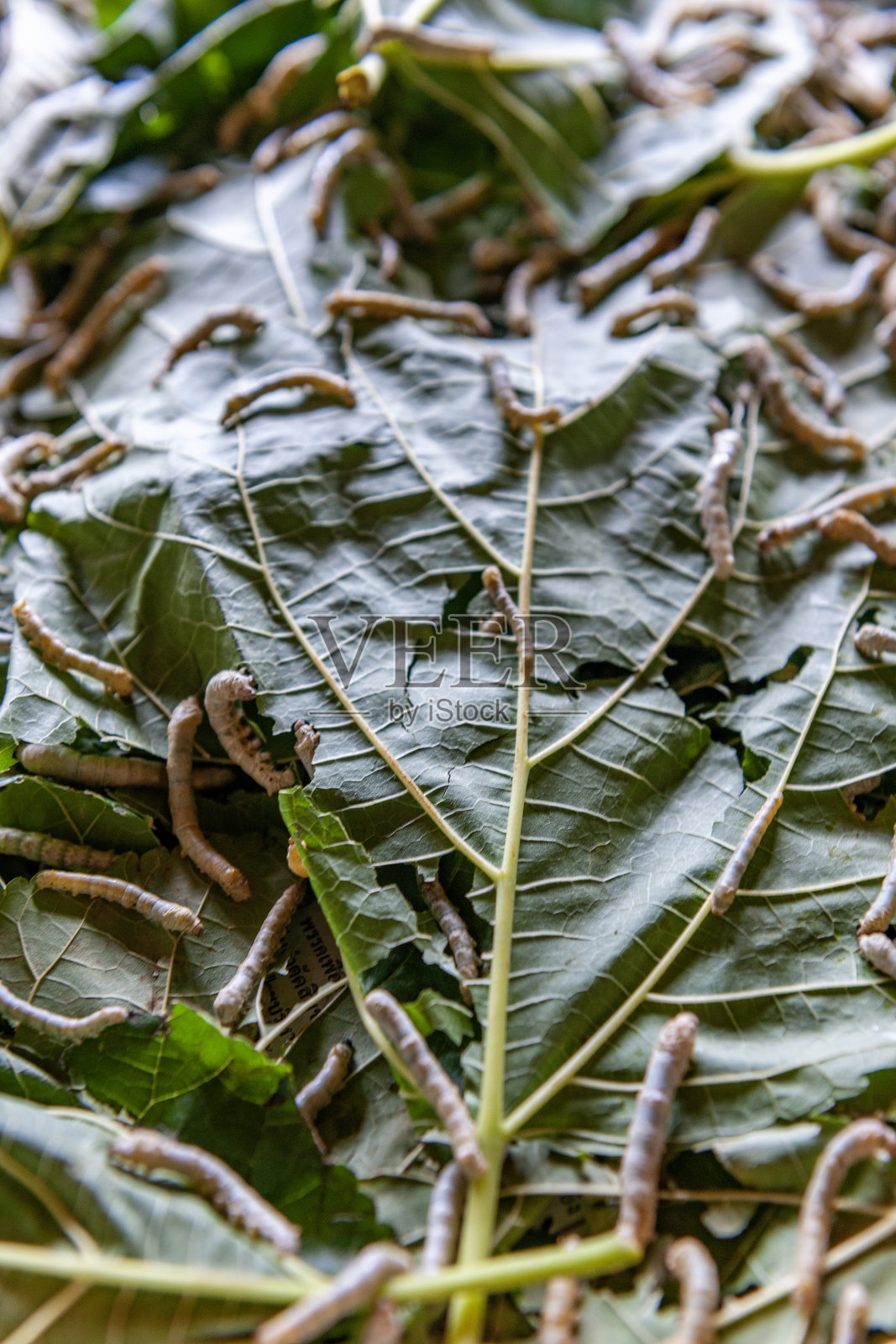 一群吃桑叶的蚕照片摄影图片