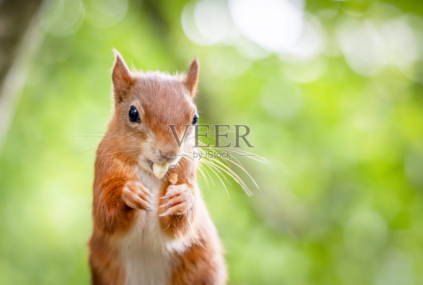 在森林环境中觅食和吃坚果的红松鼠照片摄影图片