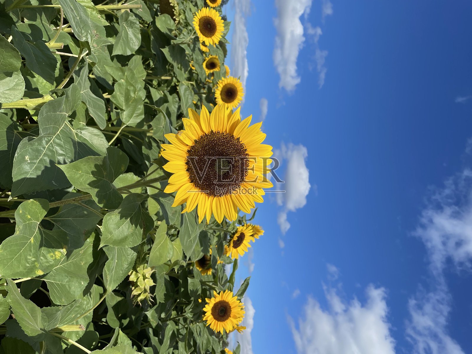 向日葵照片摄影图片