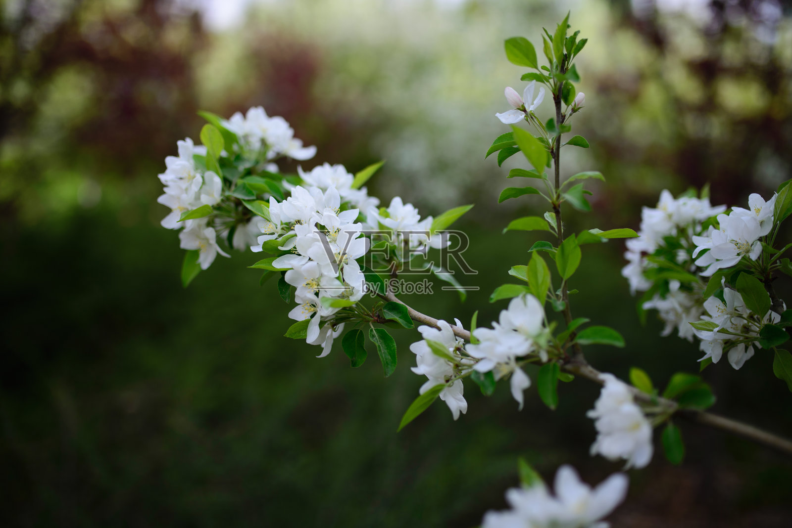 春天，春花盛开，公园里有樱花、桃花等照片摄影图片