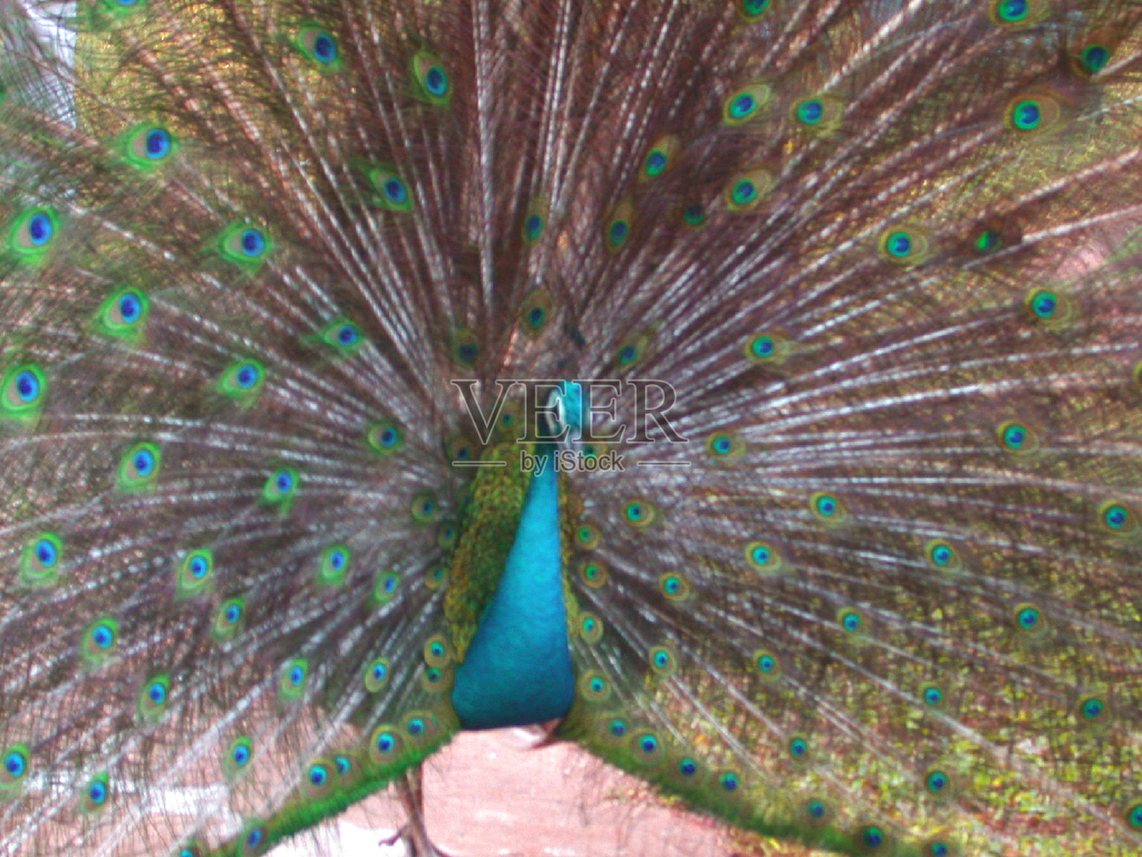 开尾孔雀照片摄影图片