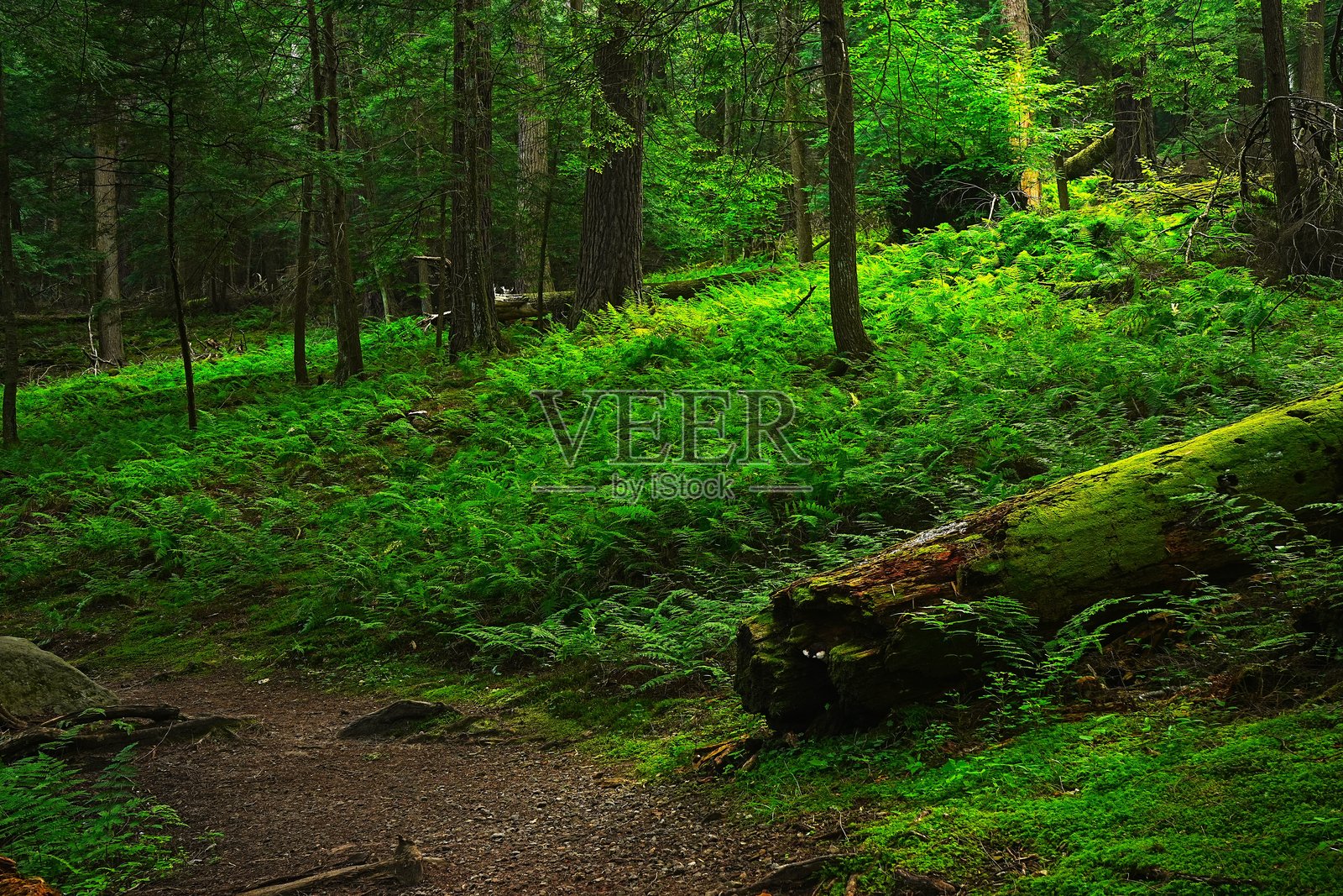 宾夕法尼亚州库克斯州立森林的老树照片摄影图片
