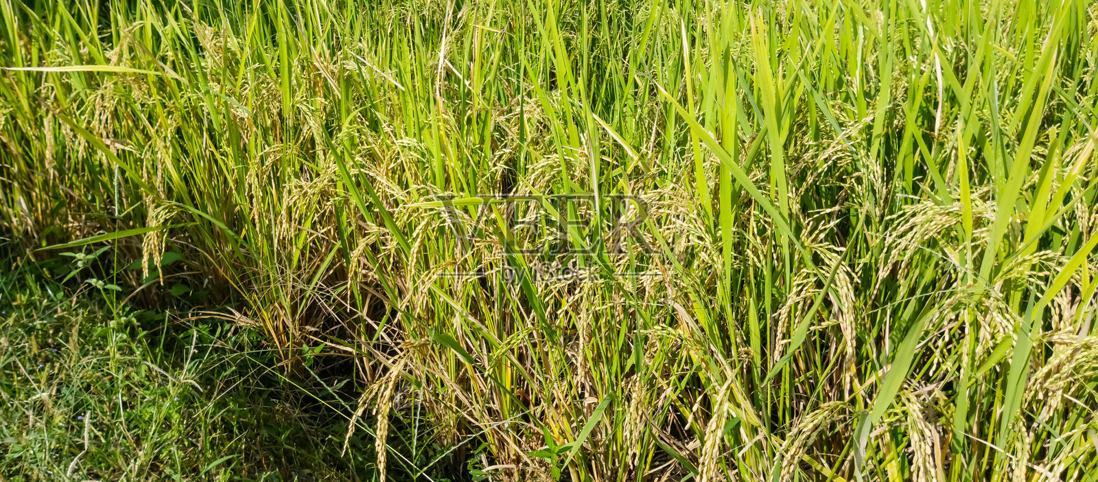 稻田里的水稻植株照片摄影图片