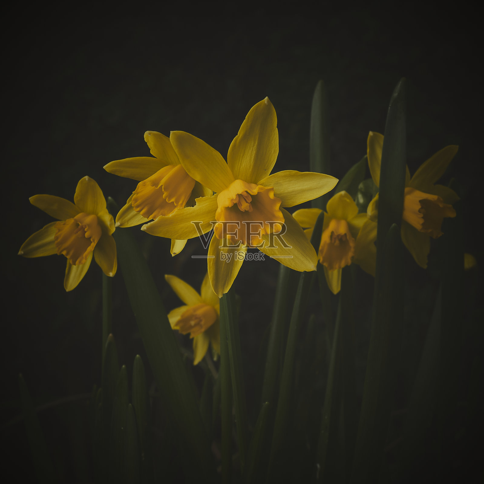 水仙花照片摄影图片