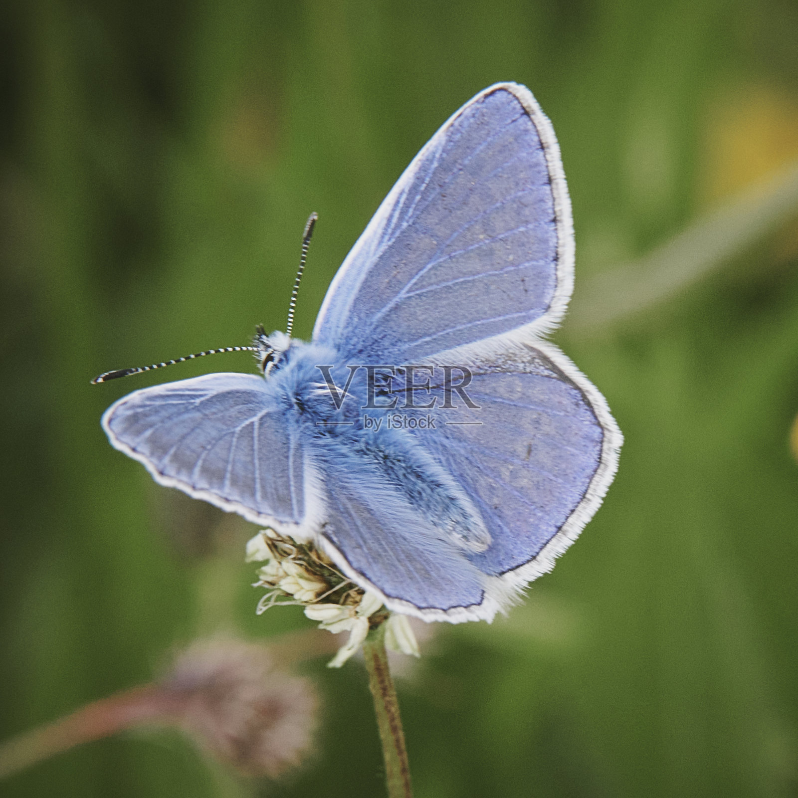冬青蓝蝶照片摄影图片