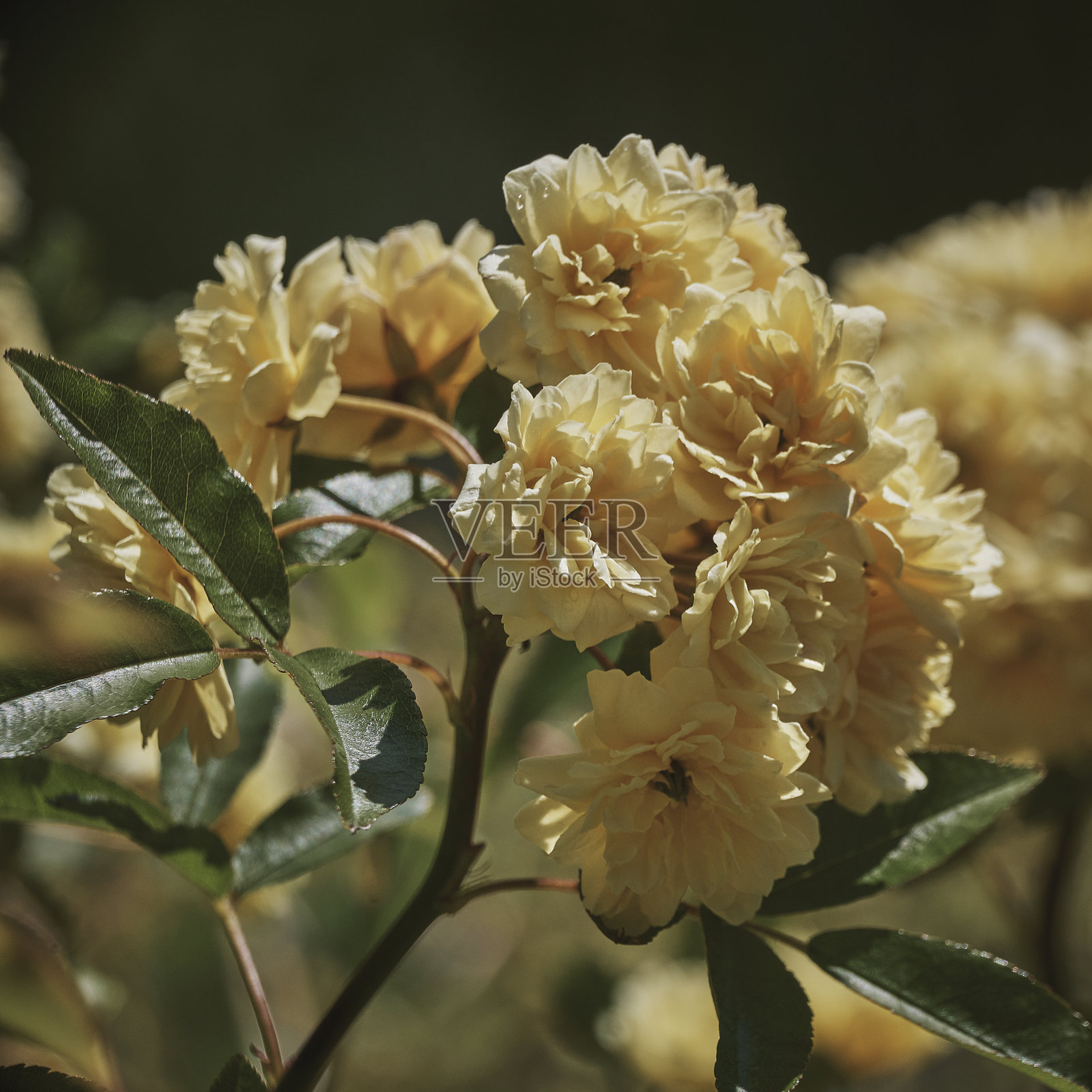 黄色的花照片摄影图片