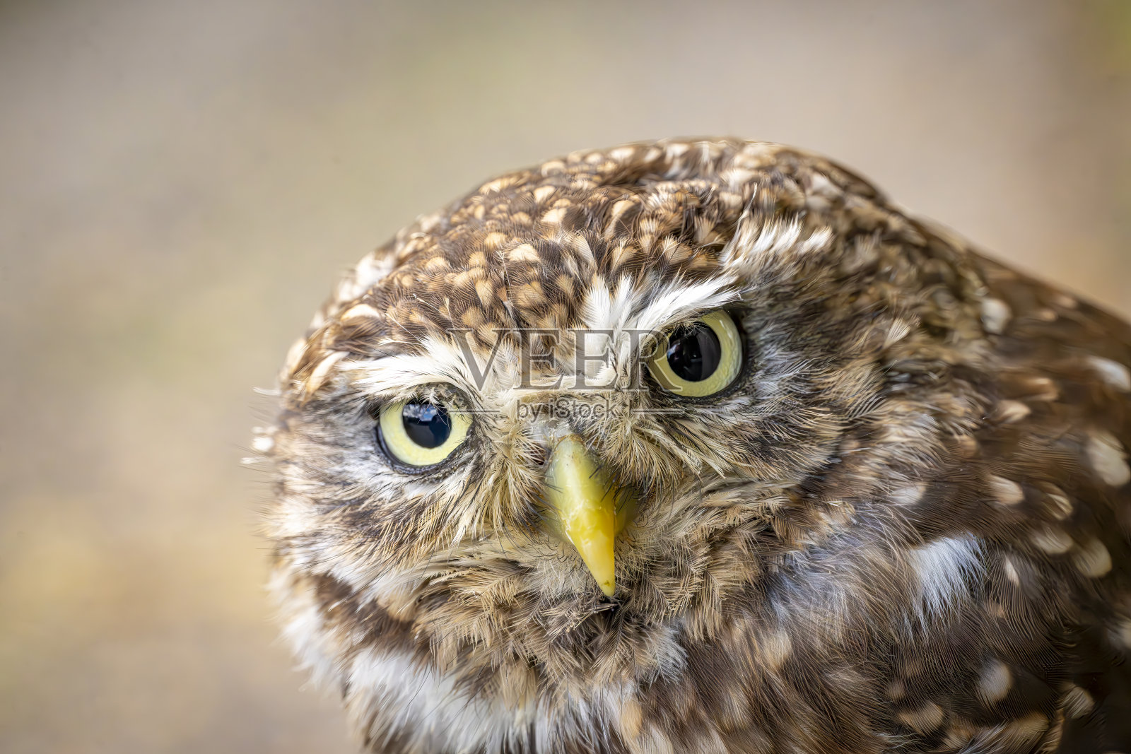 小猫头鹰的特写肖像照片摄影图片