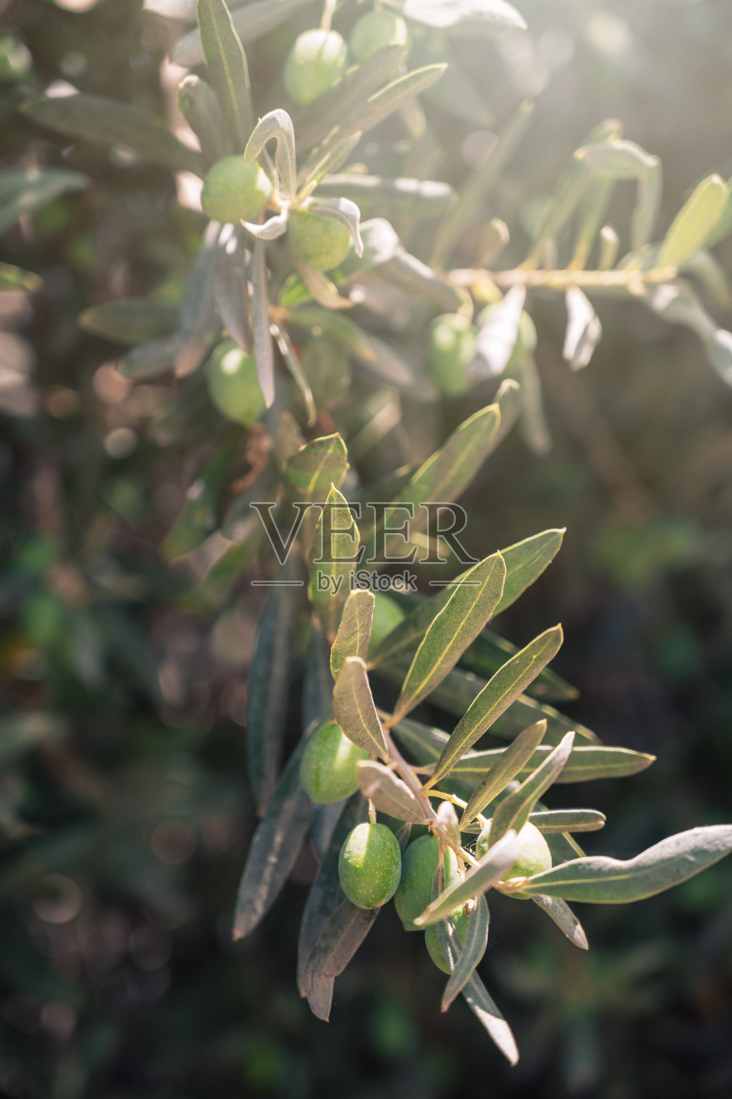 长在橄榄树上的绿橄榄，在地中海种植园，照片摄影图片