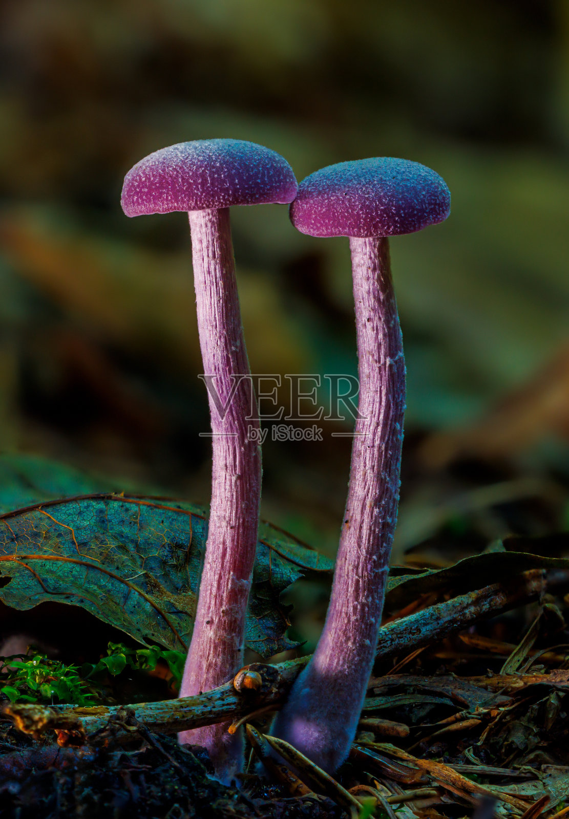 紫水晶，俗称紫水晶骗子。蘑菇特写照片摄影图片