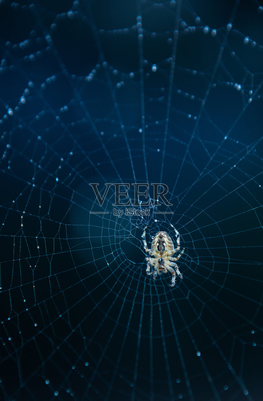 蜘蛛蹲在网上等待猎物。照片摄影图片